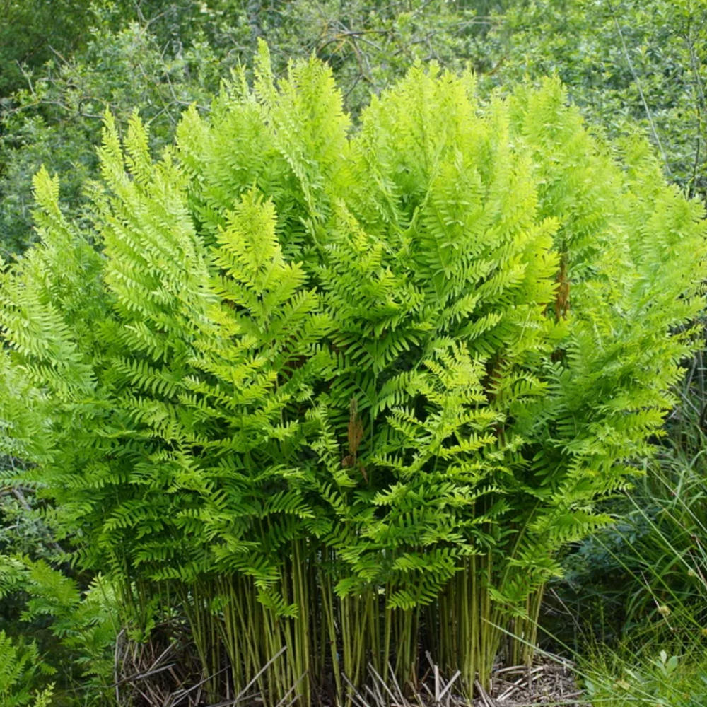 Feriga Regala (Osmunda Regalis), frunze mari, semi-umbra au umbra