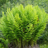 Feriga Regala (Osmunda Regalis), frunze mari, semi-umbra au umbra
