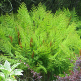Feriga Regala (Osmunda Regalis), frunze mari, semi-umbra au umbra