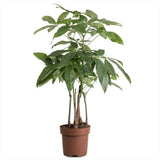 Arborele Banilor (Pachira Aquatica), cu tulpini libere, planta de interior norocoasa, purificatoare de aer - 65 cm