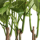 Arborele Banilor (Pachira Aquatica), cu tulpini libere, planta de interior norocoasa, purificatoare de aer - 65 cm