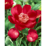 Bujor arbustiv nobil Nippon Beauty, flori rosu spectaculoase, planta perena rezistenta la ger