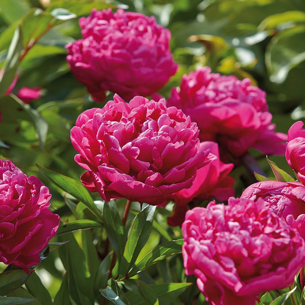 Bujor arbustiv nobil Karl Rosenfield, cu flori rosii-aprinse