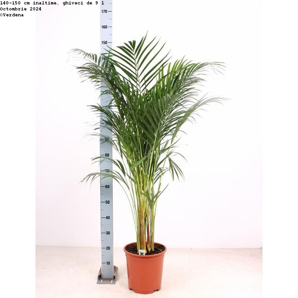 Black Friday - Reduceri Palmier Areca Dypsis Lutescens - 140-150 cm Promotie