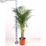 Palmier Areca Dypsis Lutescens - 140-150 cm