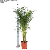 Black Friday - Reduceri Palmier Areca Dypsis Lutescens - 140-150 cm Promotie