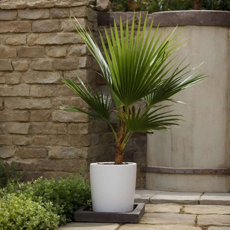 Palmier Washingtonia Robusta , palmier exotic vesnic verde, crestere rapida, ideal pentru terasa si interior luminos - 210 cm