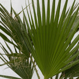 Palmier Washingtonia Robusta, 220-240 cm, palmier exotic vesnic verde, crestere rapida, ideal pentru terasa si interior luminos