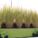 Iarba de Preerie Northwind, iarba decorativa verticala, aspect arhitectural, tolerant la seceta
