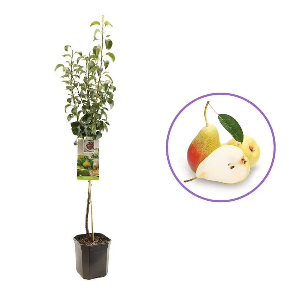 Par Clapp's Favourite (Pyrus Communis), cu fructe dulci galben-verzui, an 2 pe rod