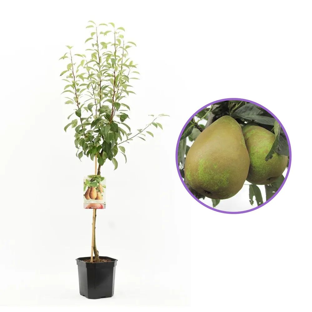 Par Triomphe de Vienne (Pyrus Communis), cu fructe dulci verde-galbui, an 2 pe rod