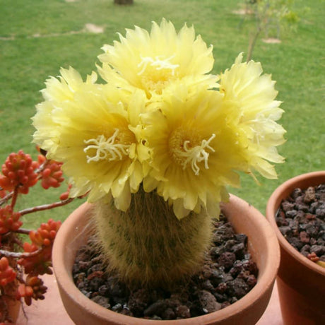 Cactusul conic auriu (Parodia leninghausii), 15 cm, cactus decorativ cu aspect spectaculos si ingrijire usoara