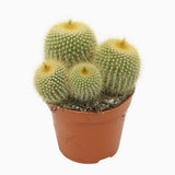 Cactusul conic auriu (Parodia leninghausii), 15 cm, cactus decorativ cu aspect spectaculos si ingrijire usoara