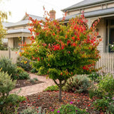 Arbore de Fier (Parrotia Persica), copac ornamental cu frunzis spectaculos toamna, scoarta decorativa