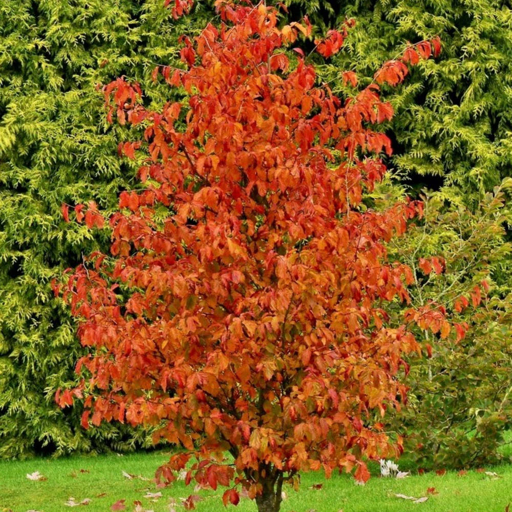 Arbore de Fier Columnar Persian Spire (Parrotia Persica), copac ornamental cu frunzis rosu-portocaliu toamna, pentru gradini mici