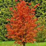 Arbore de Fier Columnar Persian Spire (Parrotia Persica), copac ornamental cu frunzis rosu-portocaliu toamna, pentru gradini mici
