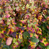 Arbore de Fier Columnar Persian Spire (Parrotia Persica), copac ornamental cu frunzis rosu-portocaliu toamna, pentru gradini mici