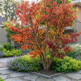 Arbore de Fier (Parrotia Persica), copac ornamental cu frunzis spectaculos toamna, scoarta decorativa