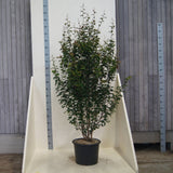 Arbore de Fier Columnar Persian Spire (Parrotia Persica), copac ornamental cu frunzis rosu-portocaliu toamna, pentru gradini mici