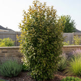 Arbore de Fier Columnar Persian Spire (Parrotia Persica), copac ornamental cu frunzis rosu-portocaliu toamna, pentru gradini mici