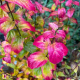 Arbore de Fier Columnar Persian Spire (Parrotia Persica), copac ornamental cu frunzis rosu-portocaliu toamna, pentru gradini mici