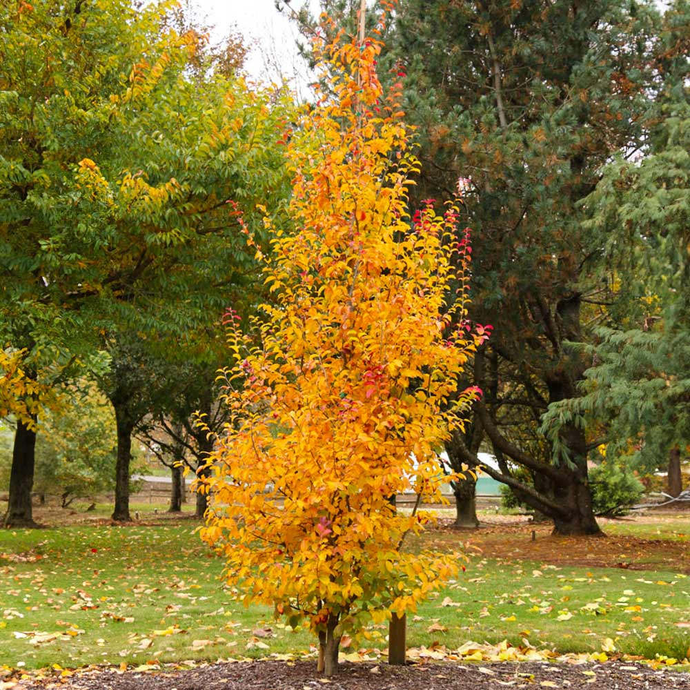 Arbore de Fier Columnar Persian Spire (Parrotia Persica), copac ornamental cu frunzis rosu-portocaliu toamna, pentru gradini mici