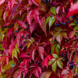 Vita Salbatica de Canada (Parthenocissus Henryana), cataratoare, cu frunze rosii de toamna