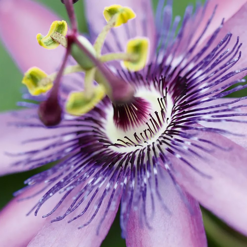 Floarea Pasiunii (Passiflora Caerulea) Amethyst Beauty, cu flori mov