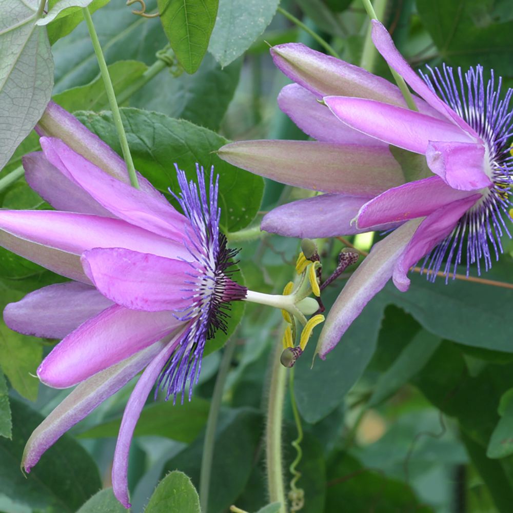 Floarea Pasiunii (Passiflora Caerulea) Amethyst Beauty, cu flori mov