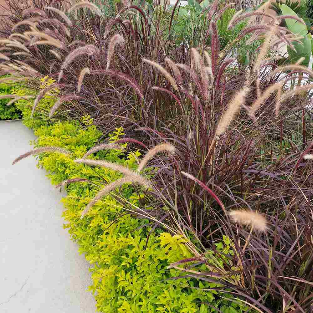 Iarba Ornamentala rosu Pennisetum Rubrum, frunzis rosu-purpuriu, spice decorative, tufis elegant pentru gradini si ghivece