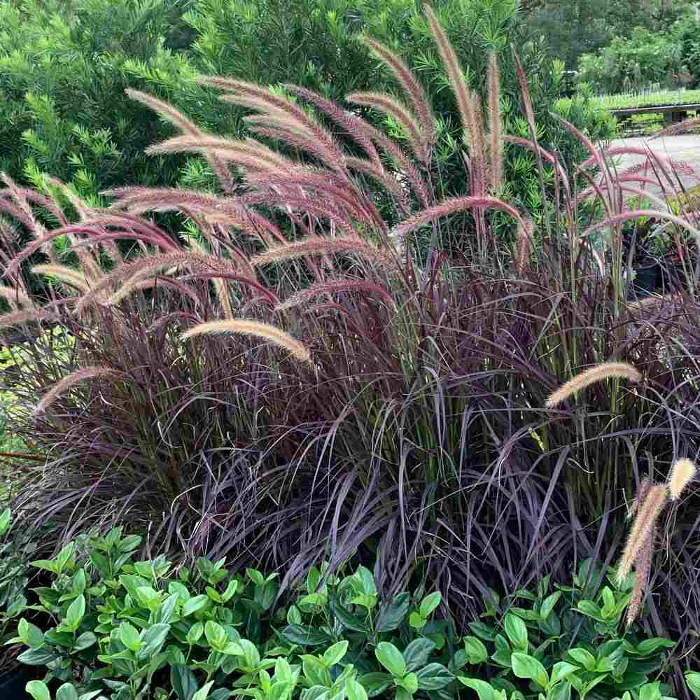 Iarba Ornamentala rosu Pennisetum Rubrum, frunzis rosu-purpuriu, spice decorative, tufis elegant pentru gradini si ghivece