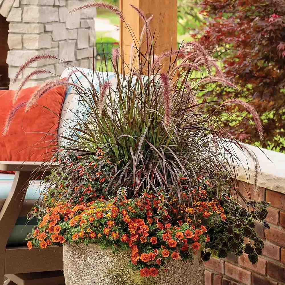 Iarba Ornamentala rosu Pennisetum Rubrum, frunzis rosu-purpuriu, spice decorative, tufis elegant pentru gradini si ghivece