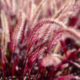 Iarba rosie Chinezeasca Pennisetum Fireworks, frunzis rosu-purpuriucu dungi crem, spice decorative, roz-purpurii, crestere rapida