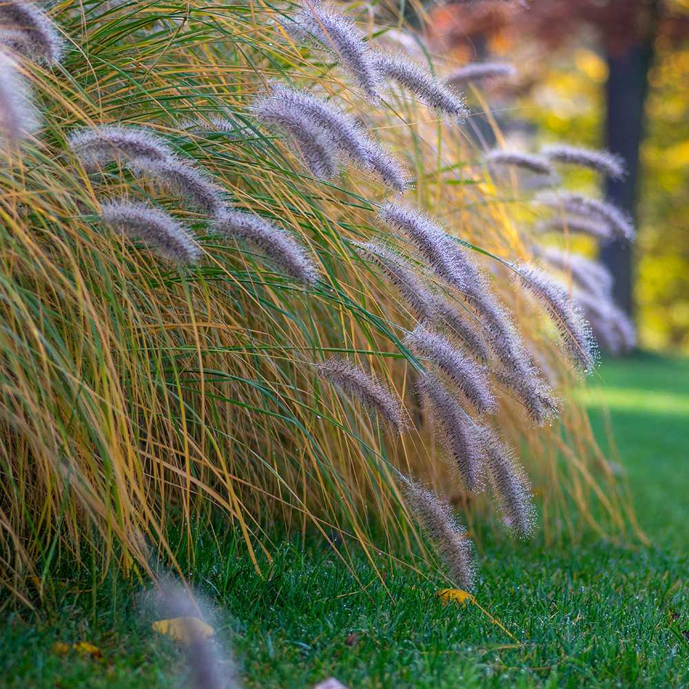 Iarba chinezeasca Pennisetum Hameln