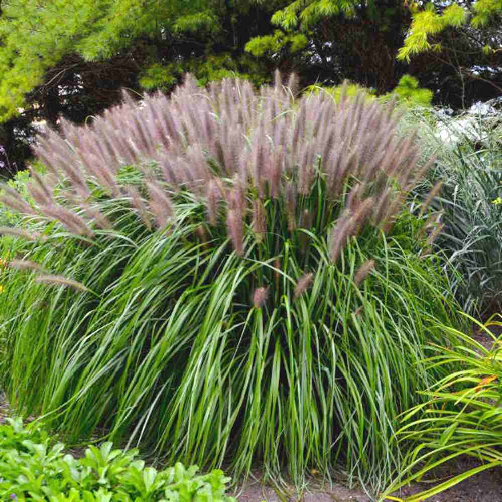 Iarba Chinezeasca Pennisetum Redhead, planta perena cu spice rosii impresionante, crestere rapida