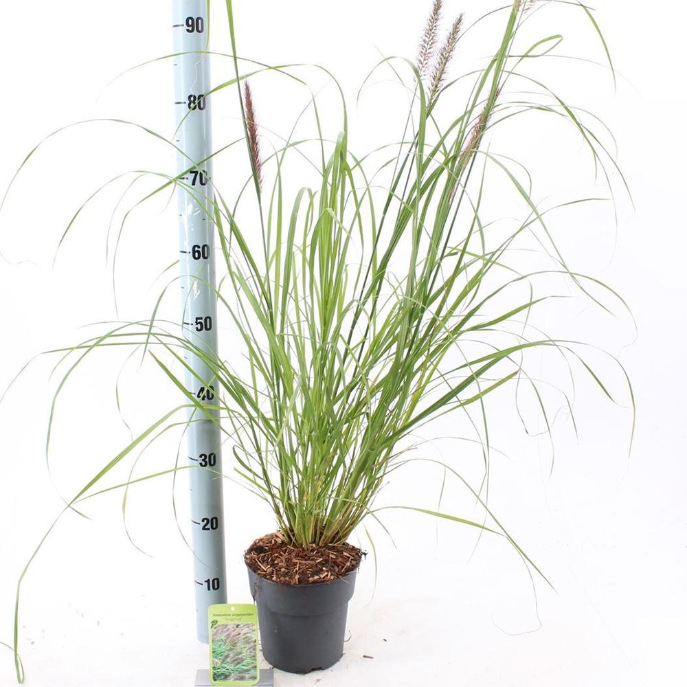 Iarba Chinezeasca Pennisetum Redhead, planta perena cu spice rosii impresionante, crestere rapida