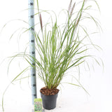 Iarba Chinezeasca Pennisetum Redhead, planta perena cu spice rosii impresionante, crestere rapida