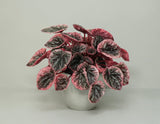 Peperomia Caperata Abricos, 25 cm, planta de interior compacta, cu frunze verzui-gri si margini roz