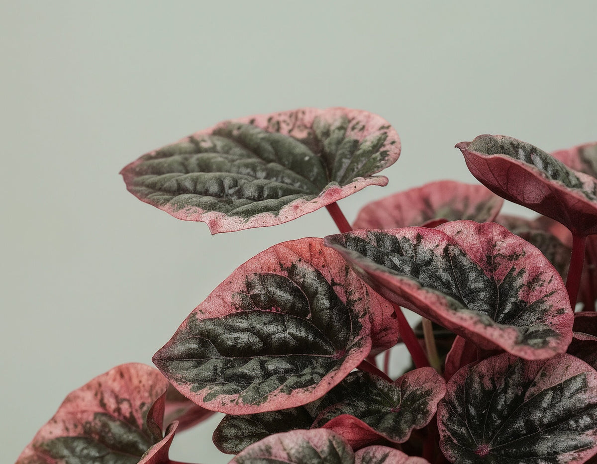 Peperomia Caperata Abricos, 25 cm, planta de interior compacta, cu frunze verzui-gri si margini roz