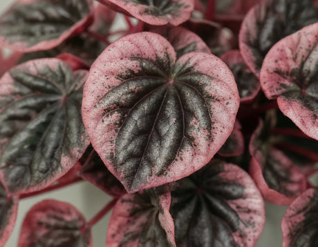 Peperomia Caperata Abricos, 25 cm, planta de interior compacta, cu frunze verzui-gri si margini roz