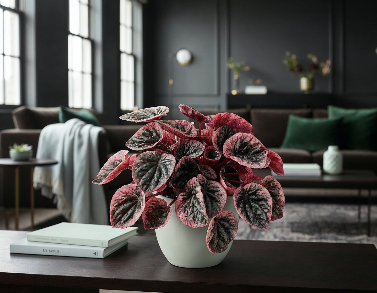 Peperomia Caperata Abricos, 25 cm, planta de interior compacta, cu frunze verzui-gri si margini roz