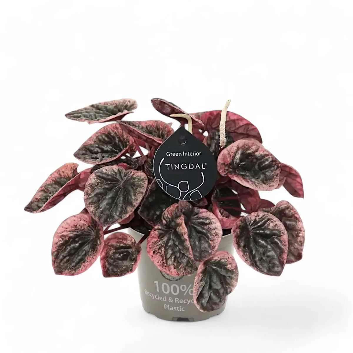 Peperomia Caperata Abricos, 25 cm, planta de interior compacta, cu frunze verzui-gri si margini roz