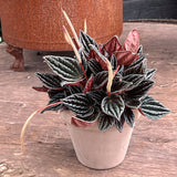 Peperomia Caperata Montevideo, 25 cm, planta de interior compacta, cu frunze burgundiu-gri texturate