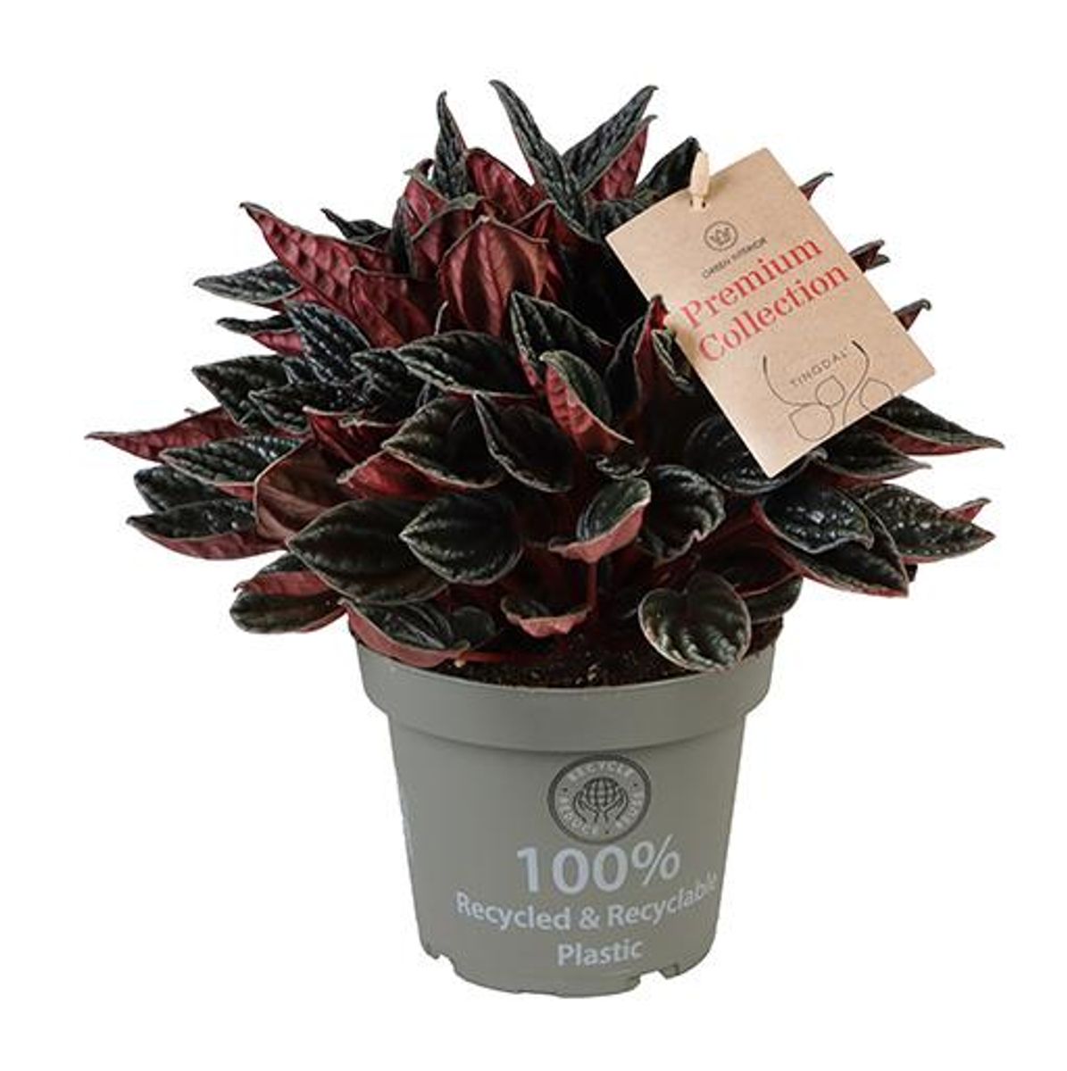 Peperomia Caperata Montevideo, 25 cm, planta de interior compacta, cu frunze burgundiu-gri texturate