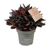 Peperomia Caperata Montevideo, 25 cm, planta de interior compacta, cu frunze burgundiu-gri texturate