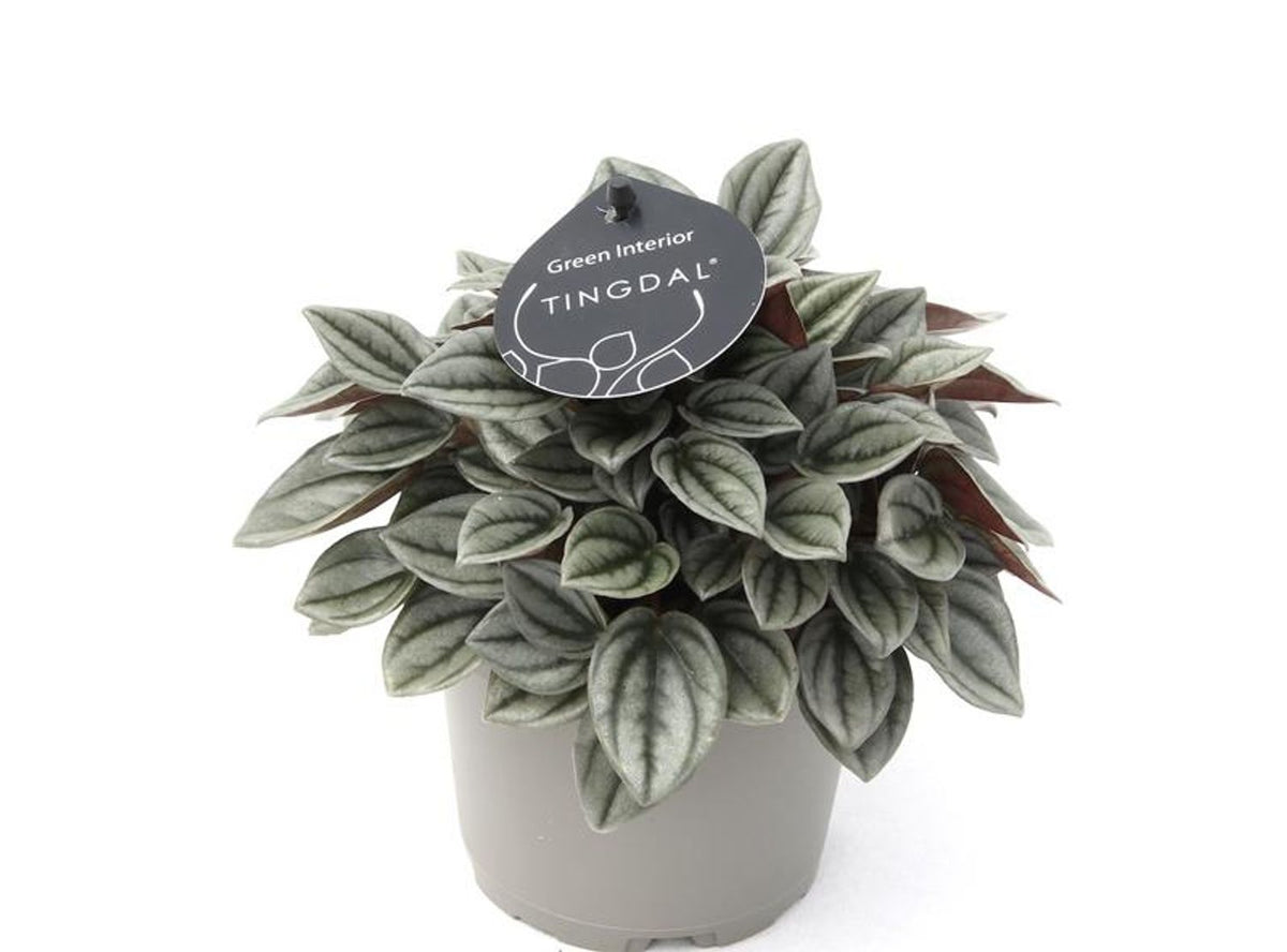 Peperomia Caperata Napoli Nights, 25 cm, planta de interior cu frunze argintii, ideala pentru birou