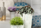 Peperomia Caperata Napoli Nights, 25 cm, planta de interior cu frunze argintii, ideala pentru birou