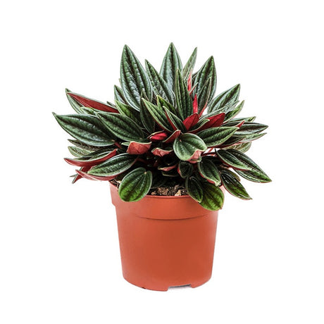 Peperomia Caperata Santorini, cu aspect elegant, intretinerea usoara, frunze groase ondulate, gri-verzui cu spate burgundiu - 20 cm