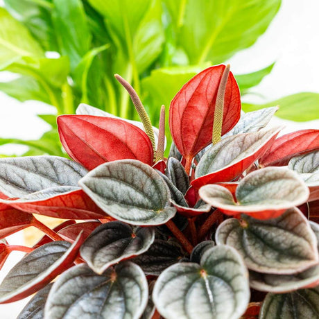 Peperomia Caperata Santorini, cu aspect elegant, intretinerea usoara, frunze groase ondulate, gri-verzui cu spate burgundiu - 20 cm