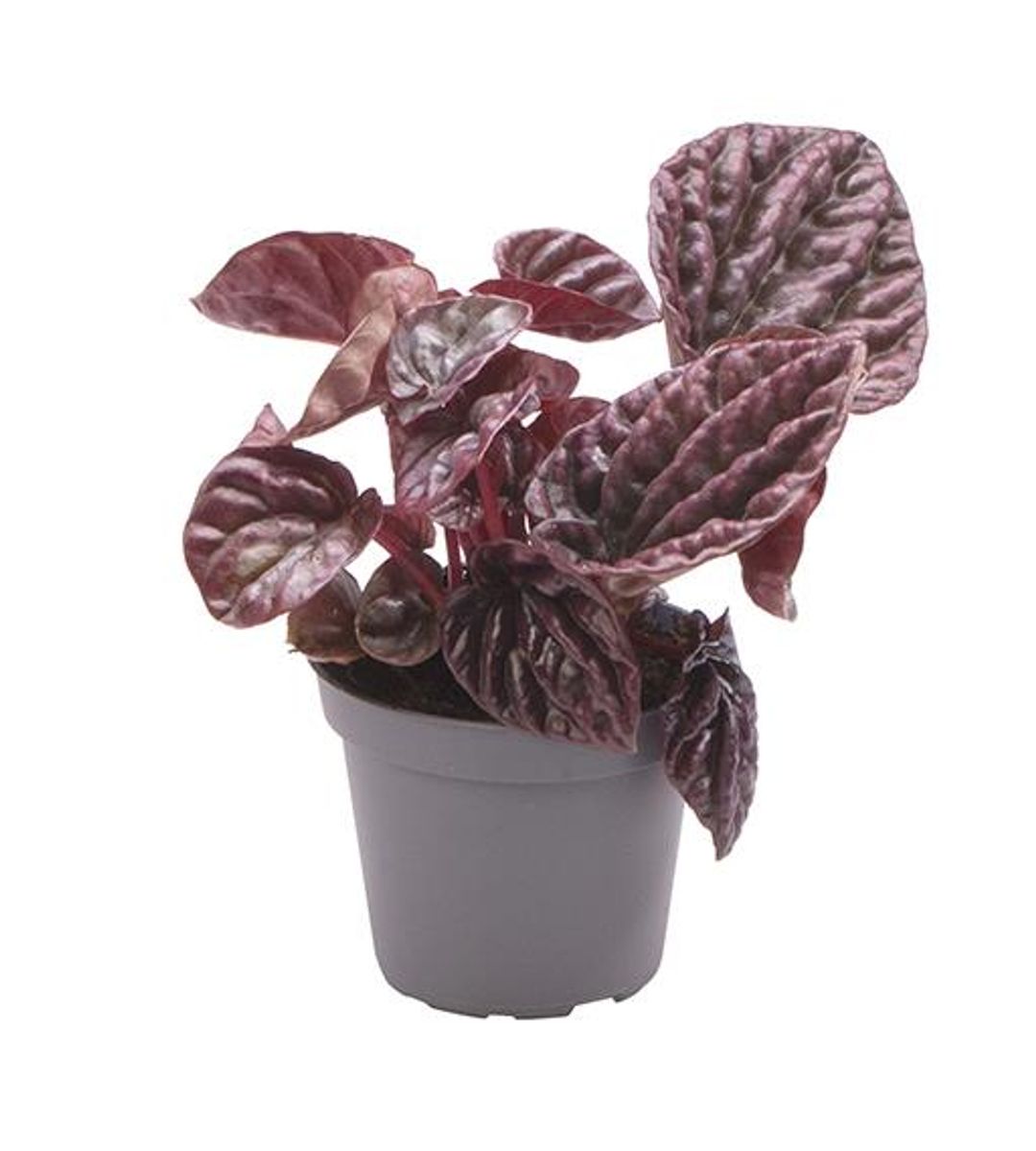 Peperomia Caperata Red Luna, 25 cm, planta de interior compacta, cu frunze rosii visinii